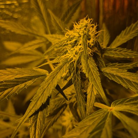 🌈 Zkittles auto🌈 growlog timeline photo