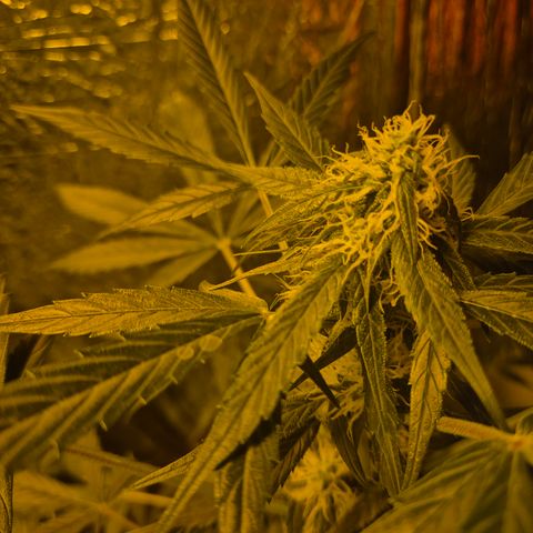 🌈 Zkittles auto🌈 growlog timeline photo