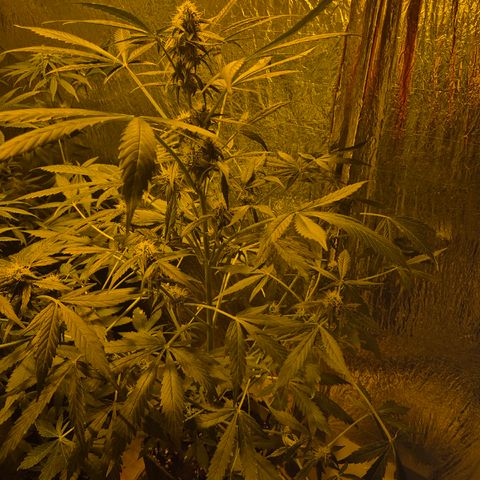 🌈 Zkittles auto🌈 growlog timeline photo