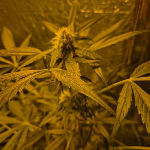 🌈 Zkittles auto🌈 growlog timeline photo