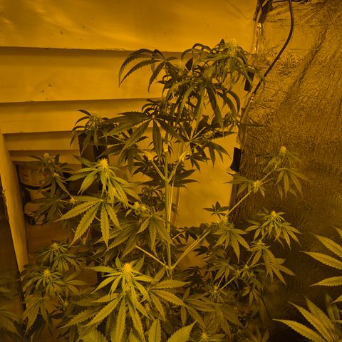 🌅Sherbi photo, blue sunset sherbert, Barneys farm  growlog timeline photo