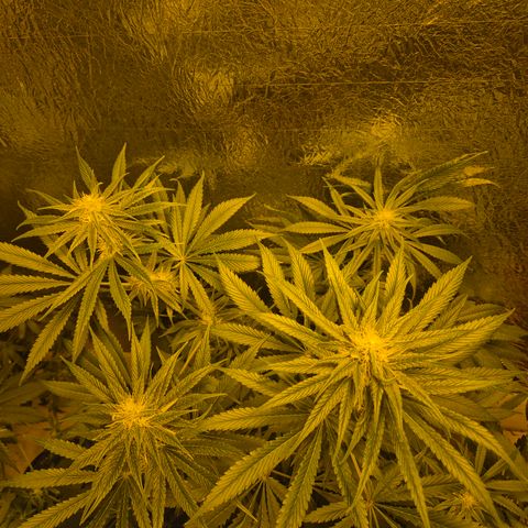 🍍Anna  #1 amnesia lemon  growlog timeline photo