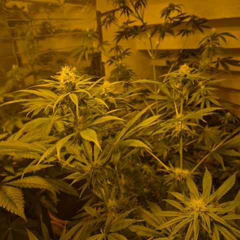 🍍Anna  #1 amnesia lemon  growlog timeline photo