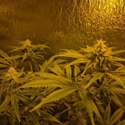 🍍Anna  #1 amnesia lemon  growlog timeline photo