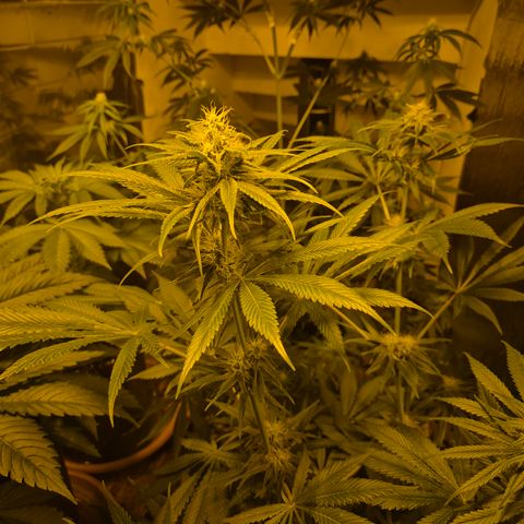 🍍Anna  #1 amnesia lemon  growlog timeline photo