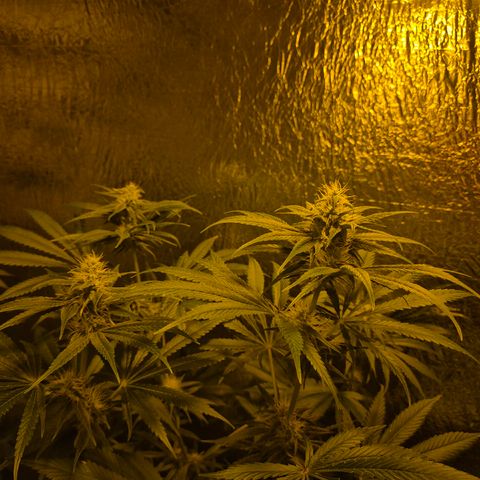 🍍Anna  #1 amnesia lemon  growlog timeline photo