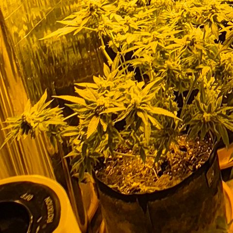 Kushi 😶‍🌫️(rest n. Teilernte/ critical kush, 9.1.24 🎁, Kümmerling) growlog timeline photo