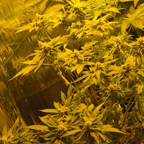 Kushi 😶‍🌫️(rest n. Teilernte/ critical kush, 9.1.24 🎁, Kümmerling) growlog timeline photo