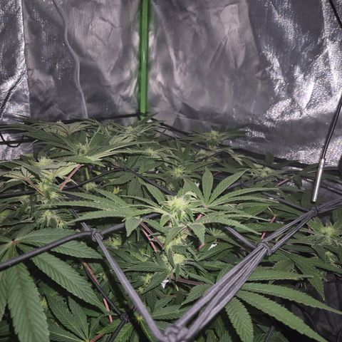 Mimosa evo Photo ♥️ Barney's Farm  growlog photo: Alles schon. Ich hab stress das Klima zu organisieren,  immer ist es zu trocken oder zu feucht. Trotz allem pipao 🤔 
Dafür überrascht sie mich mit einem extrem zitrusartigen Geruch, tatsächlich eine Mischung aus Mandarine70%, Orange20%, zitrone10%. Hab ich joch jie gehabt,  abgefahren 🤩
Die Lampe nervt mich auch, weil sie zu heiß wird, trotz 2 Ventilatoren+ Ab-zuluftsystem, schon 31° gehabt 😔 
Trotz gekippt Fenster.also werde ich die Zuluft so legen müssen, dass sie Kälte Luft, direkt von draußen zieht. Aber im Sommer bin ich verloren 🫣👀 nunja, wir werden sehen.. bisher geht es ihr jedenfalls ganz gut, blute könnte weiter sein, aber bei dem Klimastress ist es kein Wunder,  ich bin froh, dass sie gesund zu sein scheint😅🪴