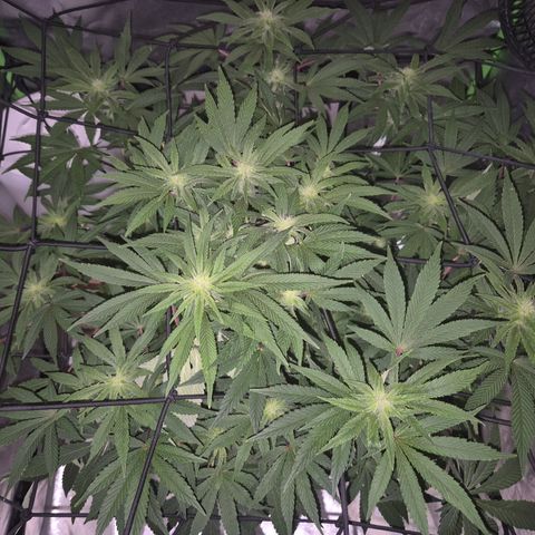 Mimosa evo Photo ♥️ Barney's Farm  growlog photo: Alles schon. Ich hab stress das Klima zu organisieren,  immer ist es zu trocken oder zu feucht. Trotz allem pipao 🤔 
Dafür überrascht sie mich mit einem extrem zitrusartigen Geruch, tatsächlich eine Mischung aus Mandarine70%, Orange20%, zitrone10%. Hab ich joch jie gehabt,  abgefahren 🤩
Die Lampe nervt mich auch, weil sie zu heiß wird, trotz 2 Ventilatoren+ Ab-zuluftsystem, schon 31° gehabt 😔 
Trotz gekippt Fenster.also werde ich die Zuluft so legen müssen, dass sie Kälte Luft, direkt von draußen zieht. Aber im Sommer bin ich verloren 🫣👀 nunja, wir werden sehen.. bisher geht es ihr jedenfalls ganz gut, blute könnte weiter sein, aber bei dem Klimastress ist es kein Wunder,  ich bin froh, dass sie gesund zu sein scheint😅🪴