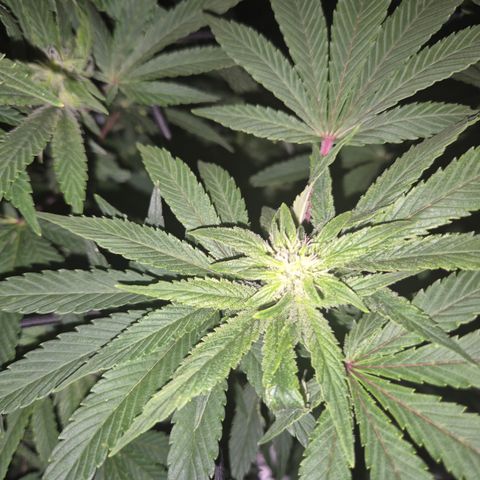Mimosa evo Photo ♥️ Barney's Farm  growlog photo: Alles schon. Ich hab stress das Klima zu organisieren,  immer ist es zu trocken oder zu feucht. Trotz allem pipao 🤔 
Dafür überrascht sie mich mit einem extrem zitrusartigen Geruch, tatsächlich eine Mischung aus Mandarine70%, Orange20%, zitrone10%. Hab ich joch jie gehabt,  abgefahren 🤩
Die Lampe nervt mich auch, weil sie zu heiß wird, trotz 2 Ventilatoren+ Ab-zuluftsystem, schon 31° gehabt 😔 
Trotz gekippt Fenster.also werde ich die Zuluft so legen müssen, dass sie Kälte Luft, direkt von draußen zieht. Aber im Sommer bin ich verloren 🫣👀 nunja, wir werden sehen.. bisher geht es ihr jedenfalls ganz gut, blute könnte weiter sein, aber bei dem Klimastress ist es kein Wunder,  ich bin froh, dass sie gesund zu sein scheint😅🪴