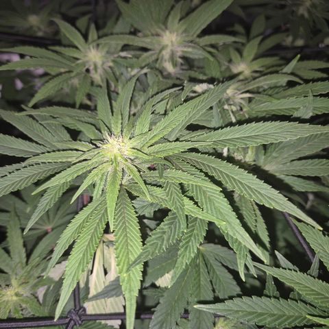 Mimosa evo Photo ♥️ Barney's Farm  growlog photo: Alles schon. Ich hab stress das Klima zu organisieren,  immer ist es zu trocken oder zu feucht. Trotz allem pipao 🤔 
Dafür überrascht sie mich mit einem extrem zitrusartigen Geruch, tatsächlich eine Mischung aus Mandarine70%, Orange20%, zitrone10%. Hab ich joch jie gehabt,  abgefahren 🤩
Die Lampe nervt mich auch, weil sie zu heiß wird, trotz 2 Ventilatoren+ Ab-zuluftsystem, schon 31° gehabt 😔 
Trotz gekippt Fenster.also werde ich die Zuluft so legen müssen, dass sie Kälte Luft, direkt von draußen zieht. Aber im Sommer bin ich verloren 🫣👀 nunja, wir werden sehen.. bisher geht es ihr jedenfalls ganz gut, blute könnte weiter sein, aber bei dem Klimastress ist es kein Wunder,  ich bin froh, dass sie gesund zu sein scheint😅🪴