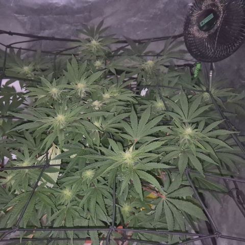 Mimosa evo Photo ♥️ Barney's Farm  growlog photo: Alles schon. Ich hab stress das Klima zu organisieren,  immer ist es zu trocken oder zu feucht. Trotz allem pipao 🤔 
Dafür überrascht sie mich mit einem extrem zitrusartigen Geruch, tatsächlich eine Mischung aus Mandarine70%, Orange20%, zitrone10%. Hab ich joch jie gehabt,  abgefahren 🤩
Die Lampe nervt mich auch, weil sie zu heiß wird, trotz 2 Ventilatoren+ Ab-zuluftsystem, schon 31° gehabt 😔 
Trotz gekippt Fenster.also werde ich die Zuluft so legen müssen, dass sie Kälte Luft, direkt von draußen zieht. Aber im Sommer bin ich verloren 🫣👀 nunja, wir werden sehen.. bisher geht es ihr jedenfalls ganz gut, blute könnte weiter sein, aber bei dem Klimastress ist es kein Wunder,  ich bin froh, dass sie gesund zu sein scheint😅🪴