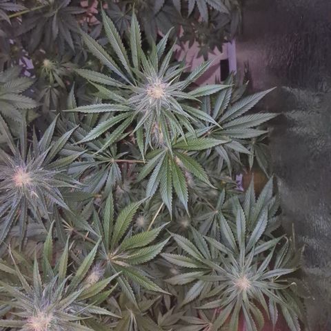 🍍Anna  #1 amnesia lemon  growlog timeline photo