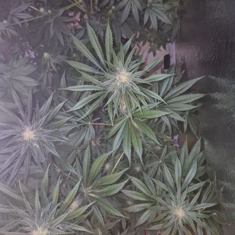 🍍Anna  #1 amnesia lemon  growlog timeline photo