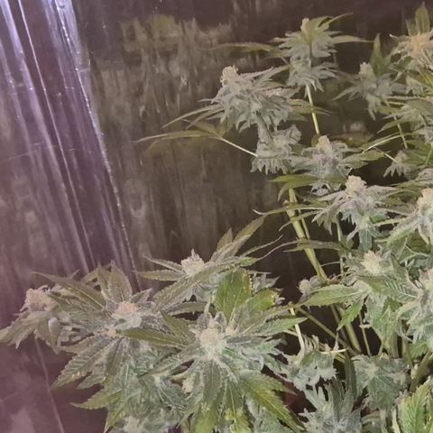 Kushi 😶‍🌫️(rest n. Teilernte/ critical kush, 9.1.24 🎁, Kümmerling) growlog timeline photo