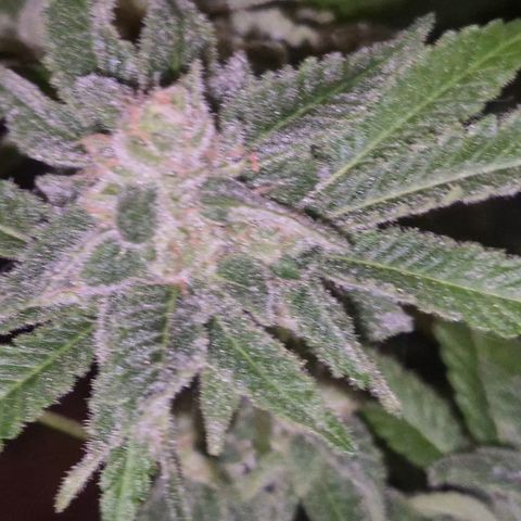 Kushi 😶‍🌫️(rest n. Teilernte/ critical kush, 9.1.24 🎁, Kümmerling) growlog timeline photo