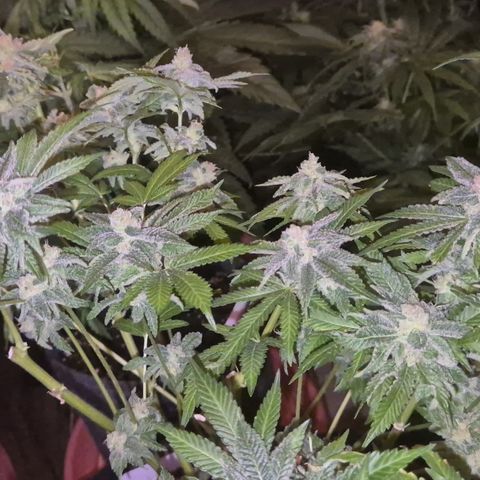 Kushi 😶‍🌫️(rest n. Teilernte/ critical kush, 9.1.24 🎁, Kümmerling) growlog timeline photo