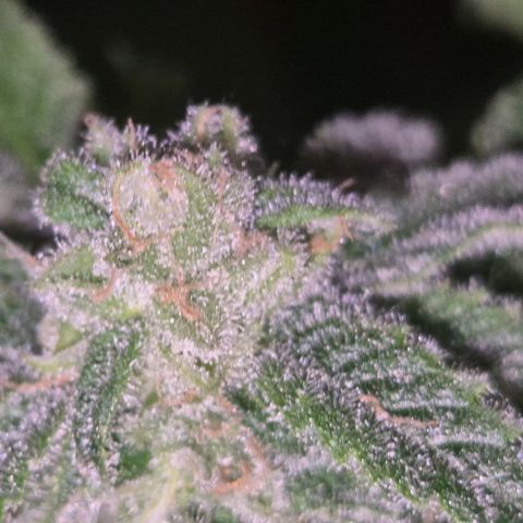 Kushi 😶‍🌫️(rest n. Teilernte/ critical kush, 9.1.24 🎁, Kümmerling) growlog timeline photo