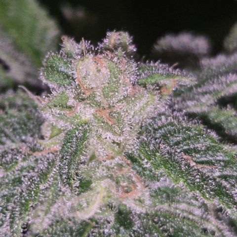 Kushi 😶‍🌫️(rest n. Teilernte/ critical kush, 9.1.24 🎁, Kümmerling) growlog timeline photo