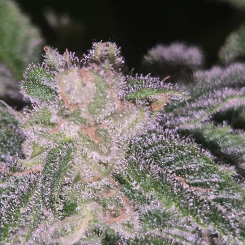 Kushi 😶‍🌫️(rest n. Teilernte/ critical kush, 9.1.24 🎁, Kümmerling) growlog timeline photo