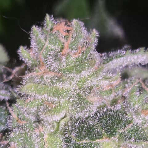 Kushi 😶‍🌫️(rest n. Teilernte/ critical kush, 9.1.24 🎁, Kümmerling) growlog timeline photo