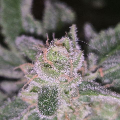 Kushi 😶‍🌫️(rest n. Teilernte/ critical kush, 9.1.24 🎁, Kümmerling) growlog timeline photo