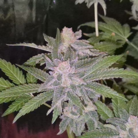 Kushi 😶‍🌫️(rest n. Teilernte/ critical kush, 9.1.24 🎁, Kümmerling) growlog timeline photo