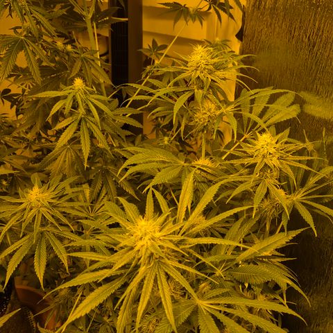 🍍Anna  #1 amnesia lemon  growlog photo: 🤩