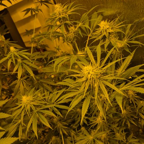 🍍Anna  #1 amnesia lemon  growlog photo: 🤩