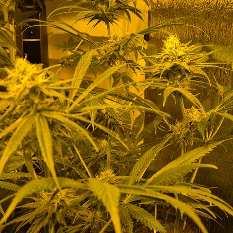 🍍Anna  #1 amnesia lemon  growlog photo: 🤩