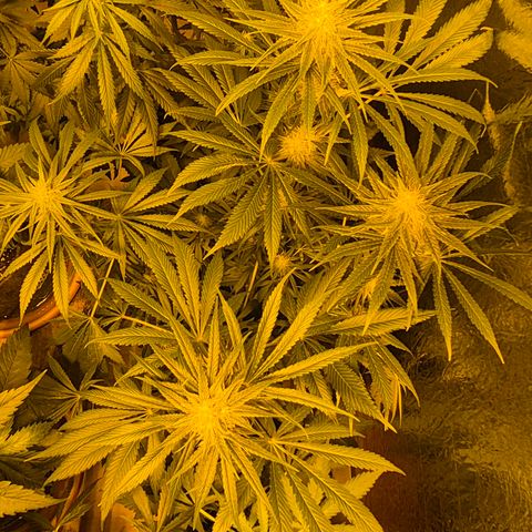 🍍Anna  #1 amnesia lemon  growlog photo: 🤩