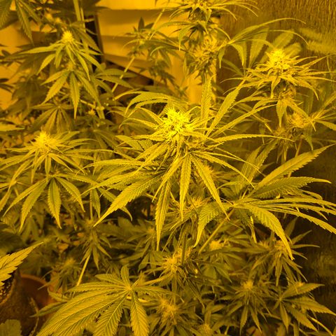 🍍Anna  #1 amnesia lemon  growlog photo: 🤩