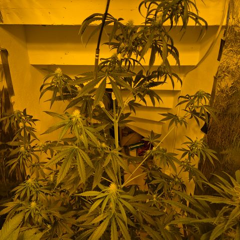 🌅Sherbi photo, blue sunset sherbert, Barneys farm  growlog timeline photo