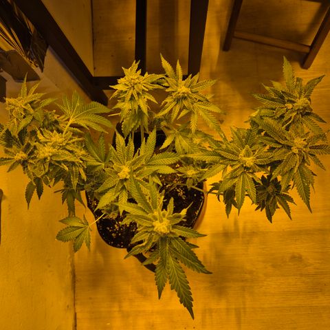 Kushi 😶‍🌫️(rest n. Teilernte/ critical kush, 9.1.24 🎁, Kümmerling) growlog timeline photo