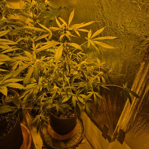 🌈 Zkittles auto🌈 growlog timeline photo