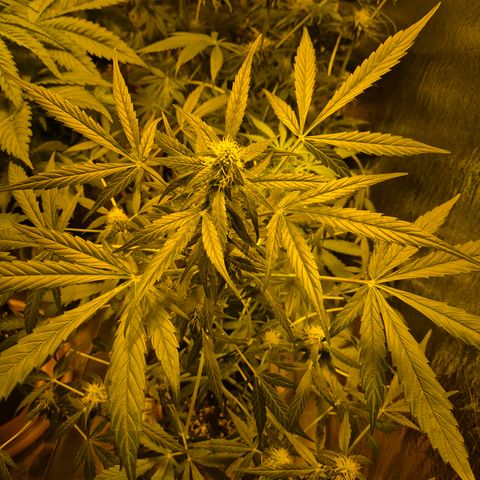🌈 Zkittles auto🌈 growlog timeline photo