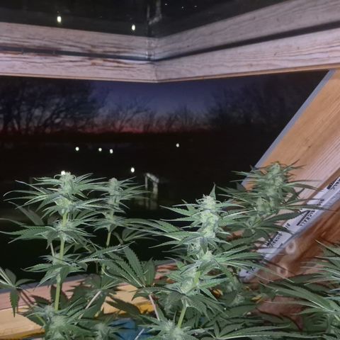 DieAnnas  #2 amnesia lemon/ungedämmter Dachboden growlog timeline photo