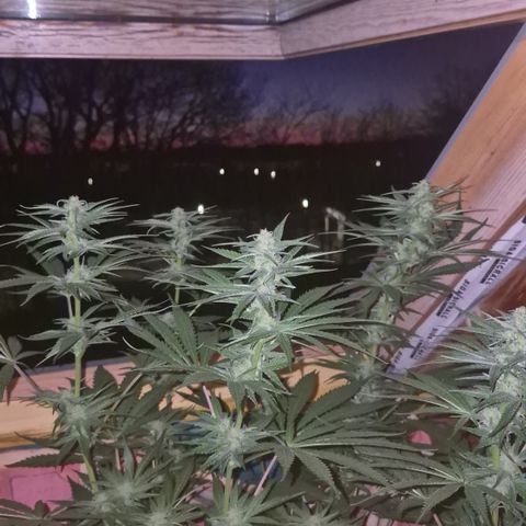 DieAnnas  #2 amnesia lemon/ungedämmter Dachboden growlog timeline photo