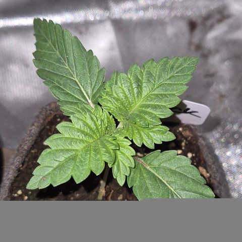 Moby 🍆  growlog timeline photo