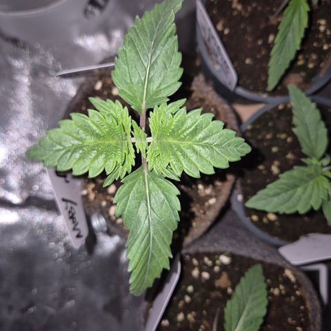 Moby Dick 1 growlog timeline photo