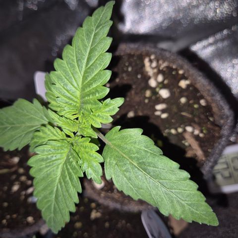 Black Domina 💃 growlog timeline photo