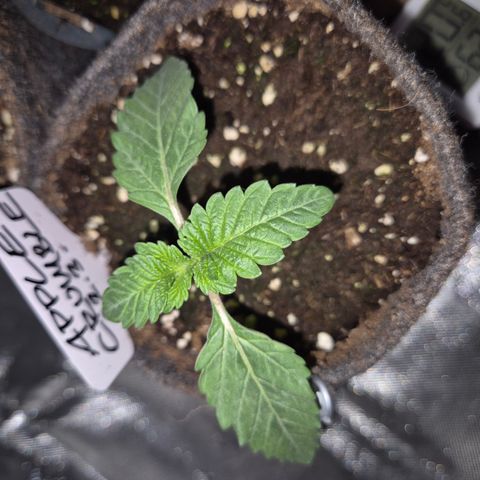 Apple crumble Ben growlog timeline photo