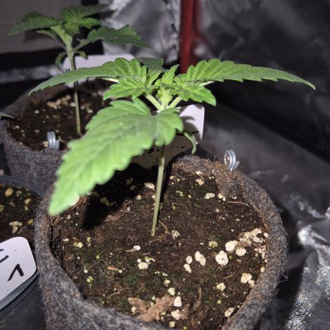 Black Domina 💃 growlog timeline photo