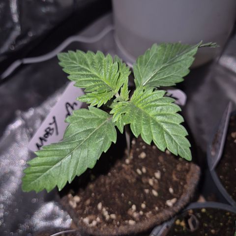 Moby Dick 1 growlog timeline photo