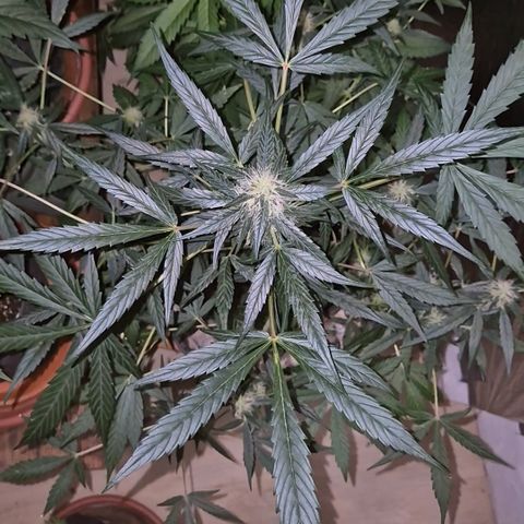 🌈 Zkittles auto🌈 growlog timeline photo