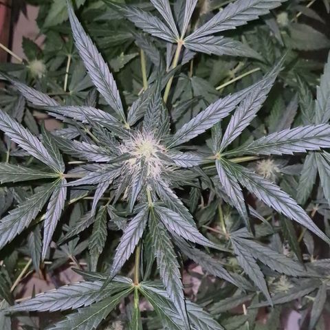 🌈 Zkittles auto🌈 growlog timeline photo
