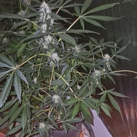 🌈 Zkittles auto🌈 growlog timeline photo