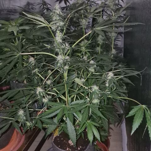 🌈 Zkittles auto🌈 growlog timeline photo
