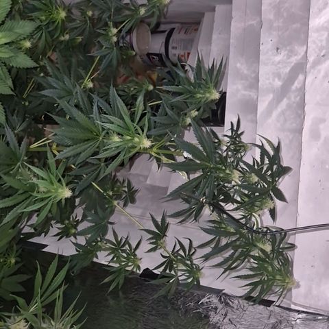 🌅Sherbi photo, blue sunset sherbert, Barneys farm  growlog timeline photo